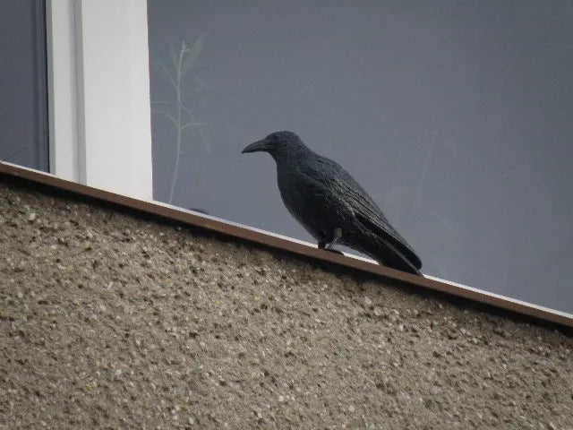 Imitacija varnos (varna)